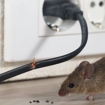 Rodent Proofing - Mice & Rat Extermination - Pest Control Near Me - San Francisco, California Rodent Proofing - Mice & Rat Extermination - Pest Control Near Me - San Francisco, California