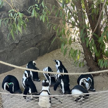 Cheyenne Mountain Zoo - Penguins! - Zoos Near Me - Colorado Springs, Colorado Cheyenne Mountain Zoo - Penguins! - Zoos Near Me - Colorado Springs, Colorado