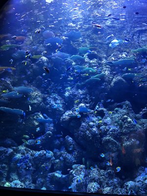 Cairns Aquarium by null