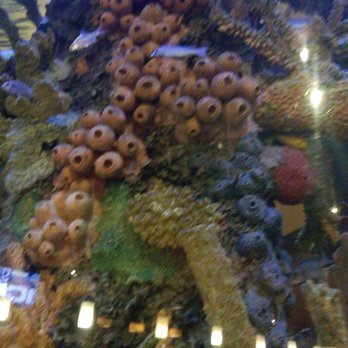 Kona Grill - Baltimore - Fish tanks. - New American Near Me - Baltimore, Maryland