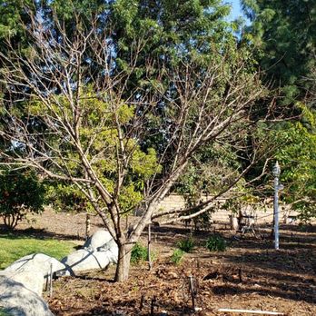 Tree MD of Orange County - Nectarine tree primed to bear fruit - Tree Services Near Me Tree MD of Orange County - Nectarine tree primed to bear fruit - Tree Services Near Me