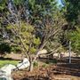 Photo of Tree MD of Orange County