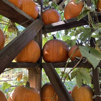 Live Oak Canyon Pumpkin Patch and Christmas Tree Farm - Christmas Trees Near Me - Redlands, California Live Oak Canyon Pumpkin Patch and Christmas Tree Farm - Christmas Trees Near Me - Redlands, California