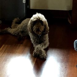 Doosouth Labradoodles