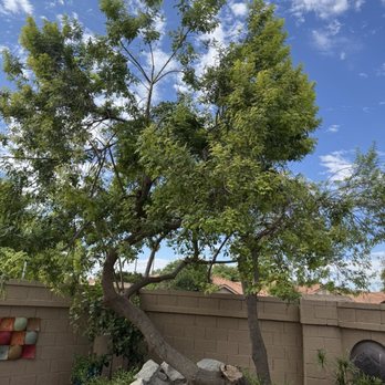 Moon Valley Nurseries - Tree's open and airy, ready for the next storm. - Tree Services Near Me - Phoenix, Arizona
