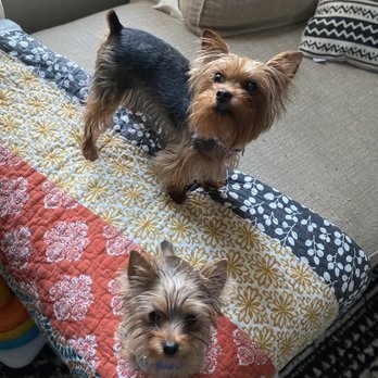 Private Mobile Grooming - Pet Groomers Near Me Private Mobile Grooming - Pet Groomers Near Me