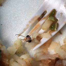 A bug's head in my omelette A bug's head in my omelette