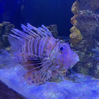 Adventure Aquarium - Aquariums Near Me - Camden, New Jersey Adventure Aquarium - Aquariums Near Me - Camden, New Jersey