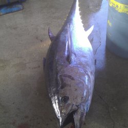 Jeffrey's Seafood - Hatteras Harbor - Fresh Tuna