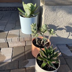 Lindley's Nursery And Garden Center - My newest plants