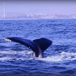 Salty Dog Sailing Adventures - Photo taken onboard Second Wind by Mindy Voigt