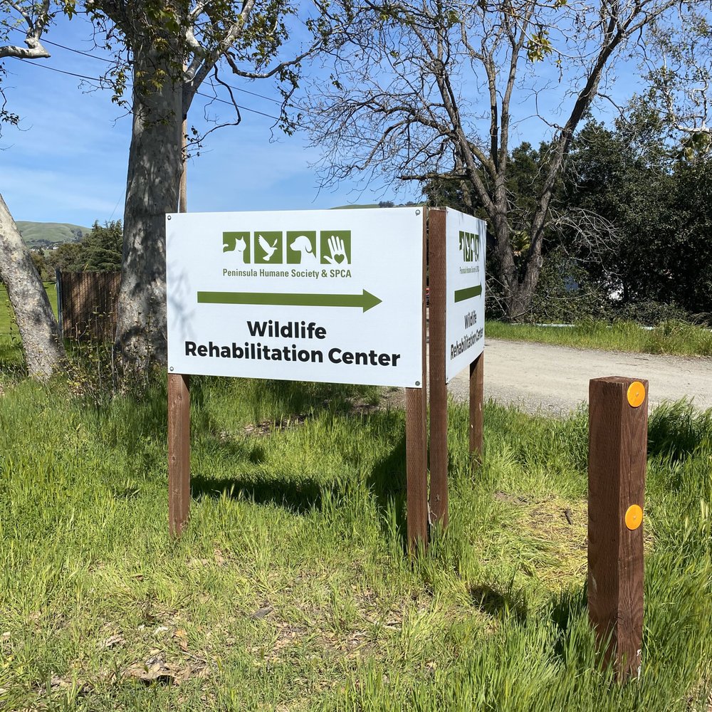 PENINSULA HUMANE SOCIETY SPCA Updated May 2025 21 Photos 44 Reviews 3027 Penitencia Creek Rd San Jose California Animal Shelters Phone Number Yelp