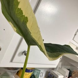 Yura Vine Brothers - Plant with pests my cousin purchased and received store credit for
