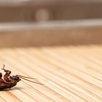 Harvey's Pest Control - Harvey's Pest Control - Pest Control Near Me Harvey's Pest Control - Harvey's Pest Control - Pest Control Near Me