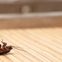 Photo of Harvey's Pest Control
