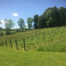 Part of the vineyard