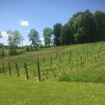 Royal Rabbit Vineyard - Part of the vineyard - Wineries Near Me - Parkton, Maryland