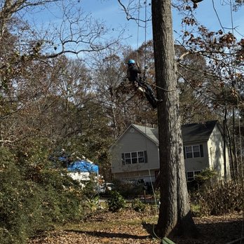Lopez Tree Services and Landscaping - Showing its size - Tree Services Near Me - Marietta, Georgia