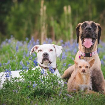 Banfield Pet Hospital - Patients: Odin, Chewie & Freya - Veterinarians Near Me - Spring, Texas Banfield Pet Hospital - Patients: Odin, Chewie & Freya - Veterinarians Near Me - Spring, Texas