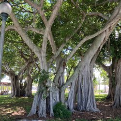 Phipps Skate Park - Banyan trees