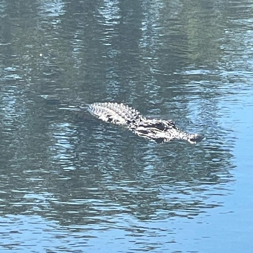 Tricentennial Park - Alligator in Day Lake - Playgrounds Near Me - Mobile, Alabama Tricentennial Park - Alligator in Day Lake - Playgrounds Near Me - Mobile, Alabama