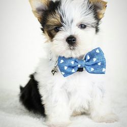 My Family Pet Store
