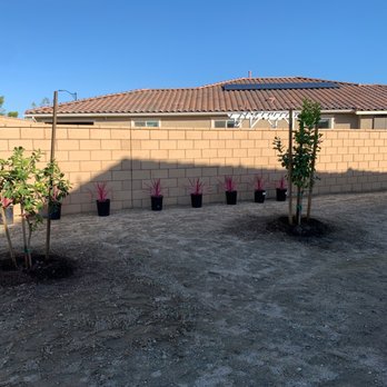 Moon Valley Nurseries - Lemon and lime trees - Tree Services Near Me - Chino, California Moon Valley Nurseries - Lemon and lime trees - Tree Services Near Me - Chino, California