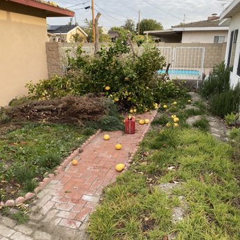 Tree Services Flores - Grapefruit tree and Italian cypress are being cut down - Tree Services Near Me Tree Services Flores - Grapefruit tree and Italian cypress are being cut down - Tree Services Near Me