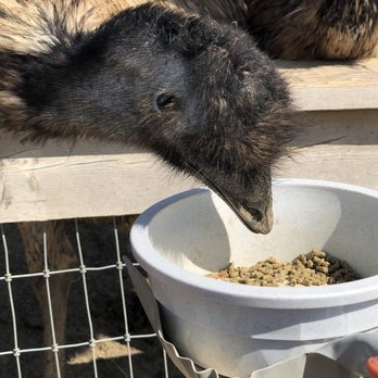 Ostrichland USA - Attraction Farms Near Me - Solvang, California Ostrichland USA - Attraction Farms Near Me - Solvang, California