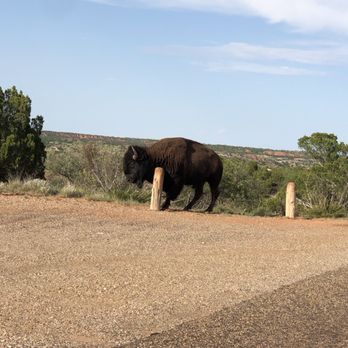 Caprock Canyons State Park - Scratchin' post - Parks Near Me Caprock Canyons State Park - Scratchin' post - Parks Near Me
