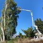 Call Oscar Tree Service