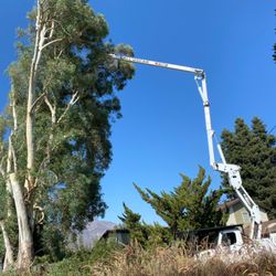 Call Oscar Tree Service