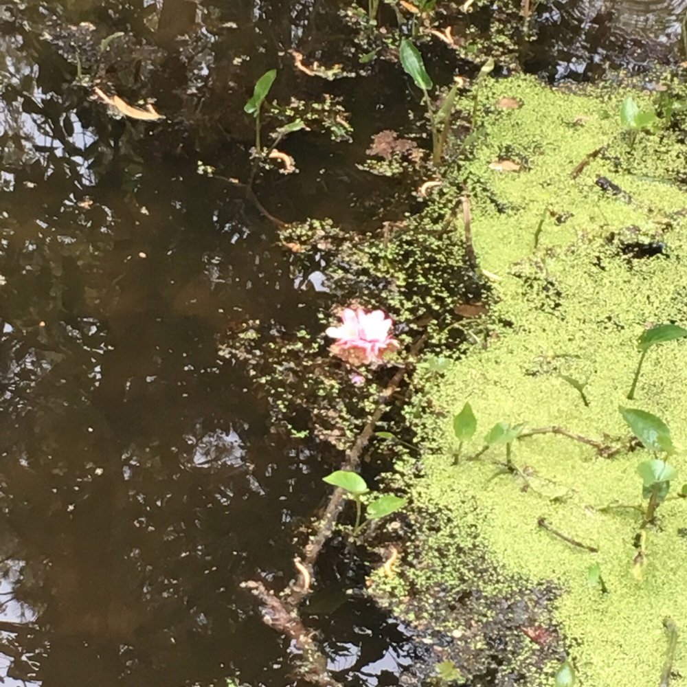 Edith L Moore Nature Sanctuary - Parks Near Me - Houston, Texas Edith L Moore Nature Sanctuary - Parks Near Me - Houston, Texas