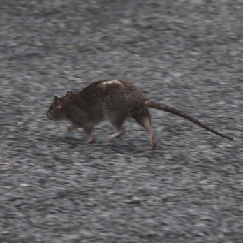 IPS Pest Control Hesperia - rat_control - Pest Control Near Me IPS Pest Control Hesperia - rat_control - Pest Control Near Me