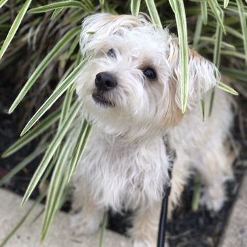 Fur Friends Only - Dog Walkers Near Me Fur Friends Only - Dog Walkers Near Me