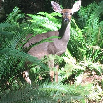 Point Defiance Park - Parks Near Me - Tacoma, Washington