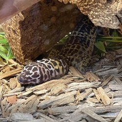 Neuseway Nature Park - Leopard gecko