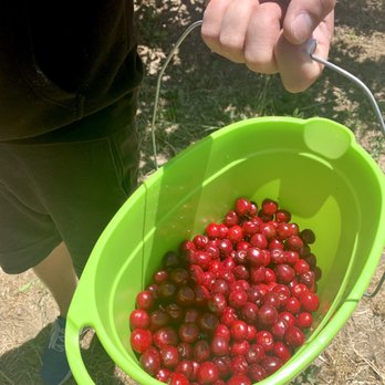 Lazy K Ranch Cherry U-Pick - Pick Your Own Farms Near Me - Gilroy, California