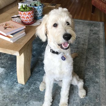 Colorado Canine Academy - Winston at 8 months is still going strong in his Service Dog Training - Pet Training Near Me
