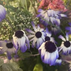 Colonial Gardens Florist - Dead flowers after two days