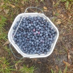 Carter Blueberry Farm