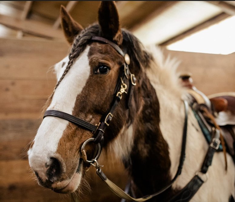 Equus Caballus Surrender Foundation - social services organization in Otis, OR