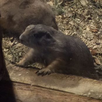Bearizona - Zoos Near Me - Williams, Arizona