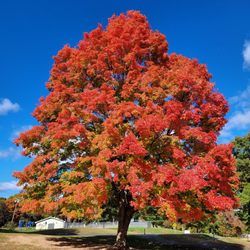 Beachland Park - Another pretty tree