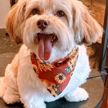 Furry Land - Pet Groomers Near Me Furry Land - Pet Groomers Near Me