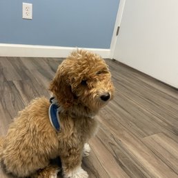 My dog, excited for the assistant to come back in the room.