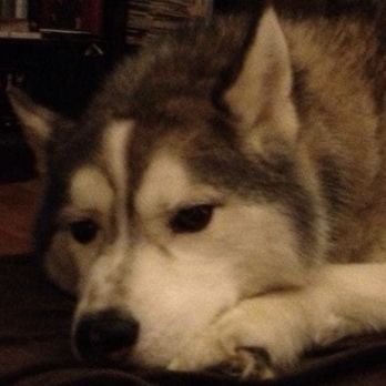 Peaceful Pet Transitions - My pup Denali. 14 1/2 years together. - Veterinarians Near Me Peaceful Pet Transitions - My pup Denali. 14 1/2 years together. - Veterinarians Near Me