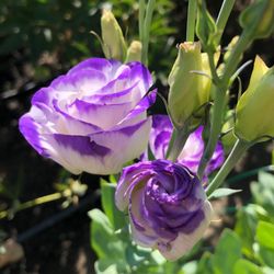 Earth Angel Flower Farm - Lisinathus Picotee