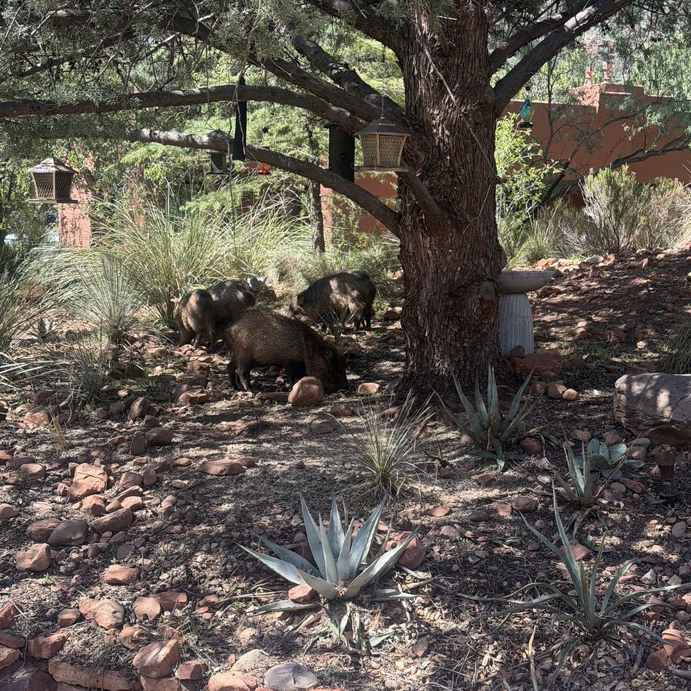 Enchantment Resort - Javelins and their family - Resorts Near Me - Sedona, Arizona