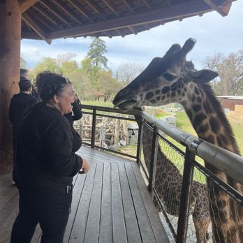Fresno Chaffee Zoo - Giraffe feeding - Zoos Near Me - Fresno, California Fresno Chaffee Zoo - Giraffe feeding - Zoos Near Me - Fresno, California